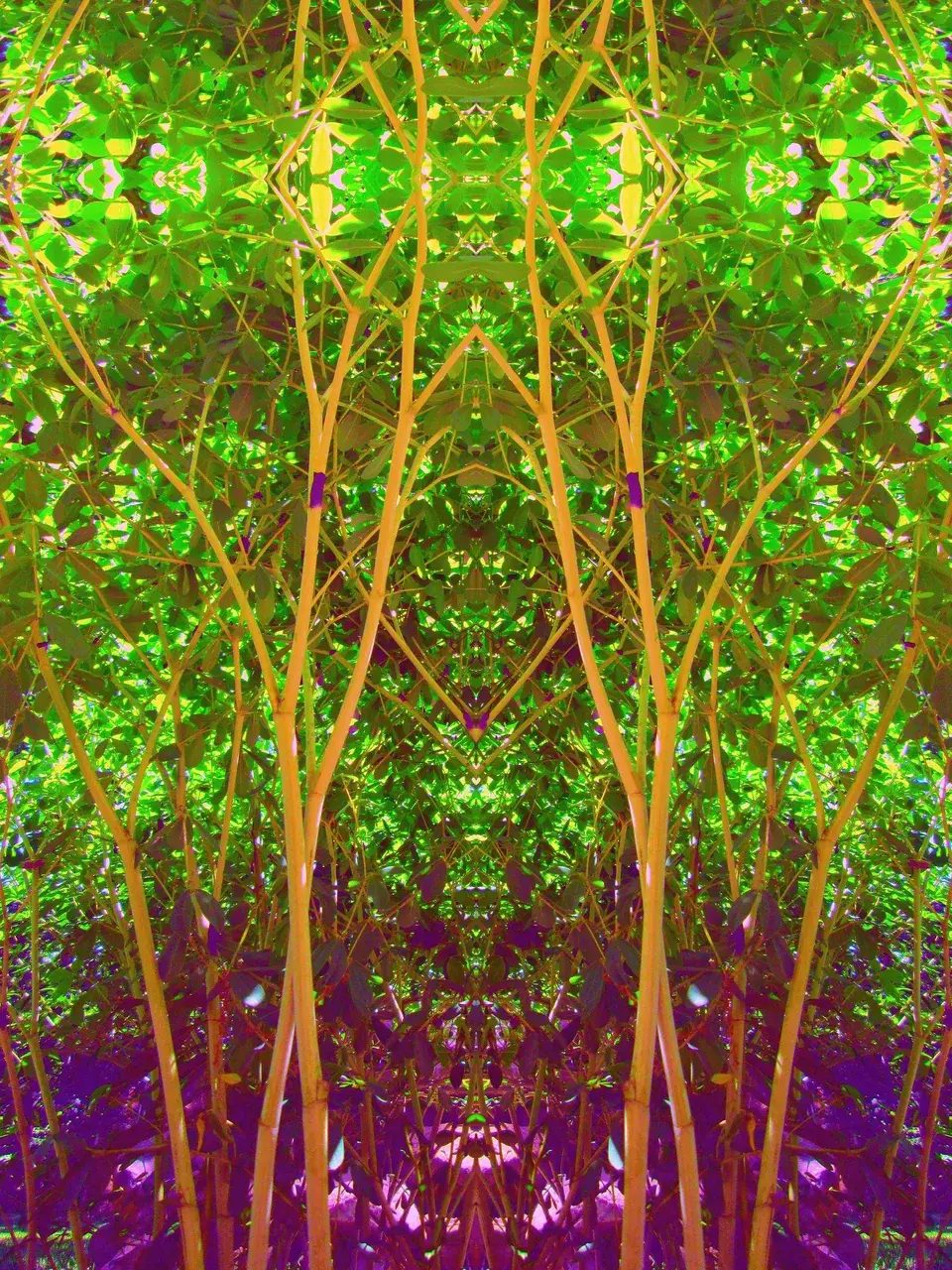 200ug staring at a bush