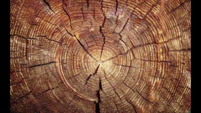 Tree Trunk
