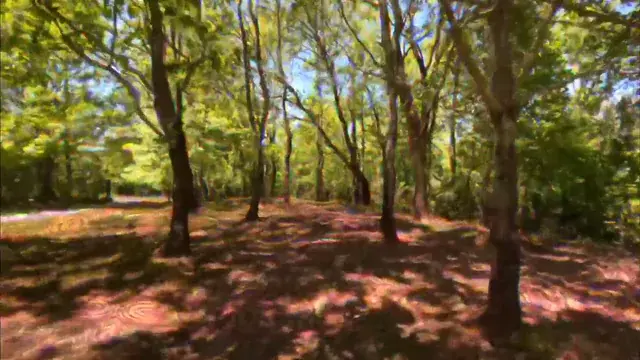 A deep walk through the woods. (OC)