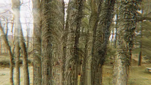 the trees are singing to me