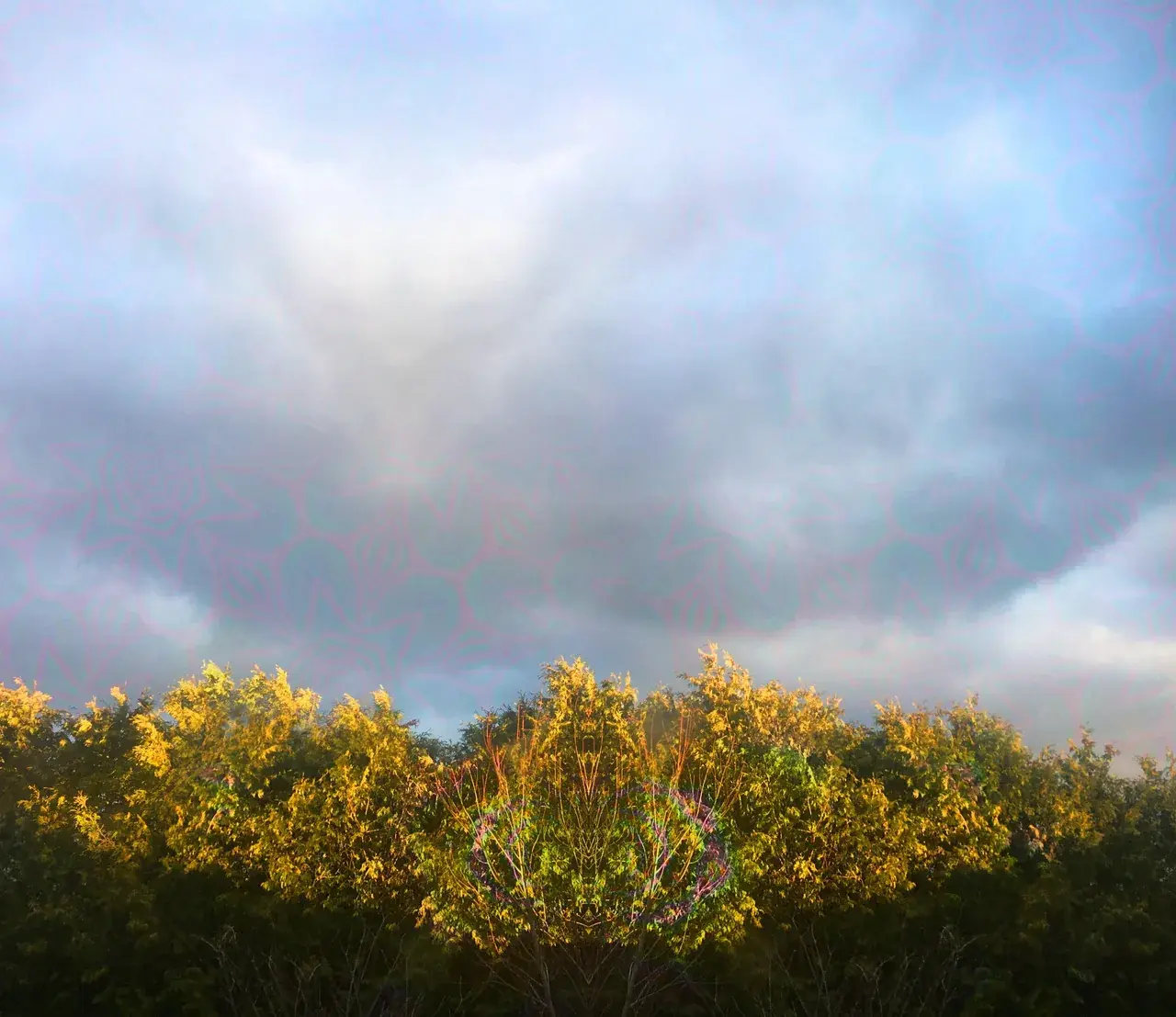 Fixated on the trees (LSD)