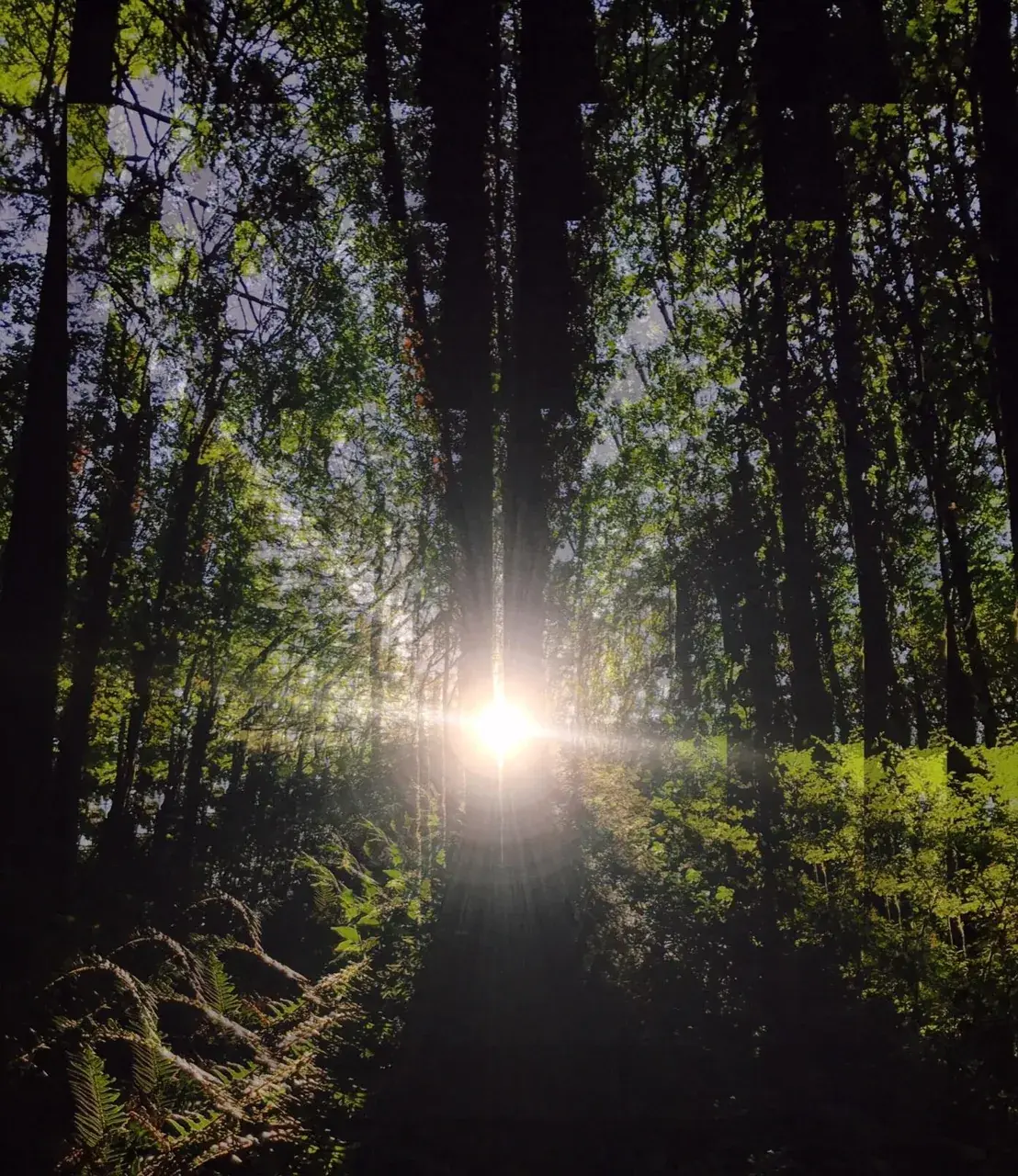 LSD staring at the sun