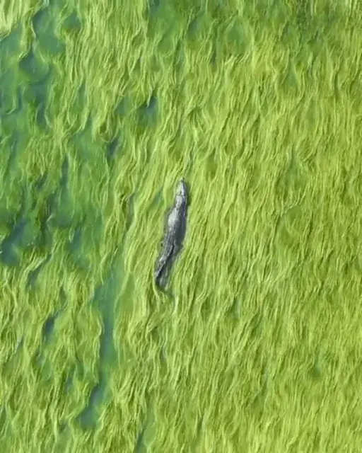 A crocodile making its way through the drift