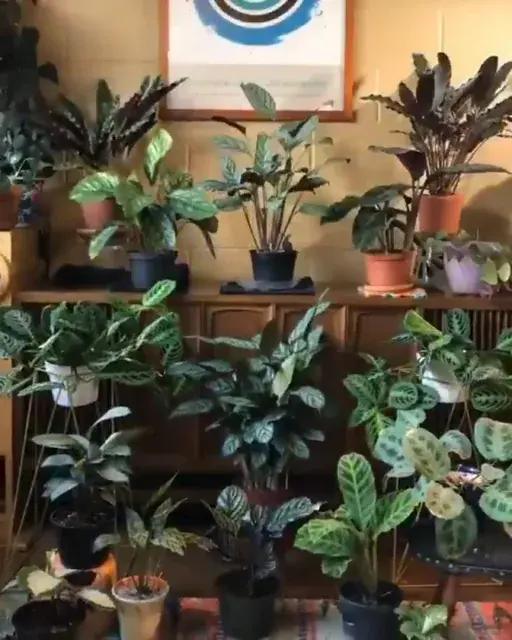 House plant magic!