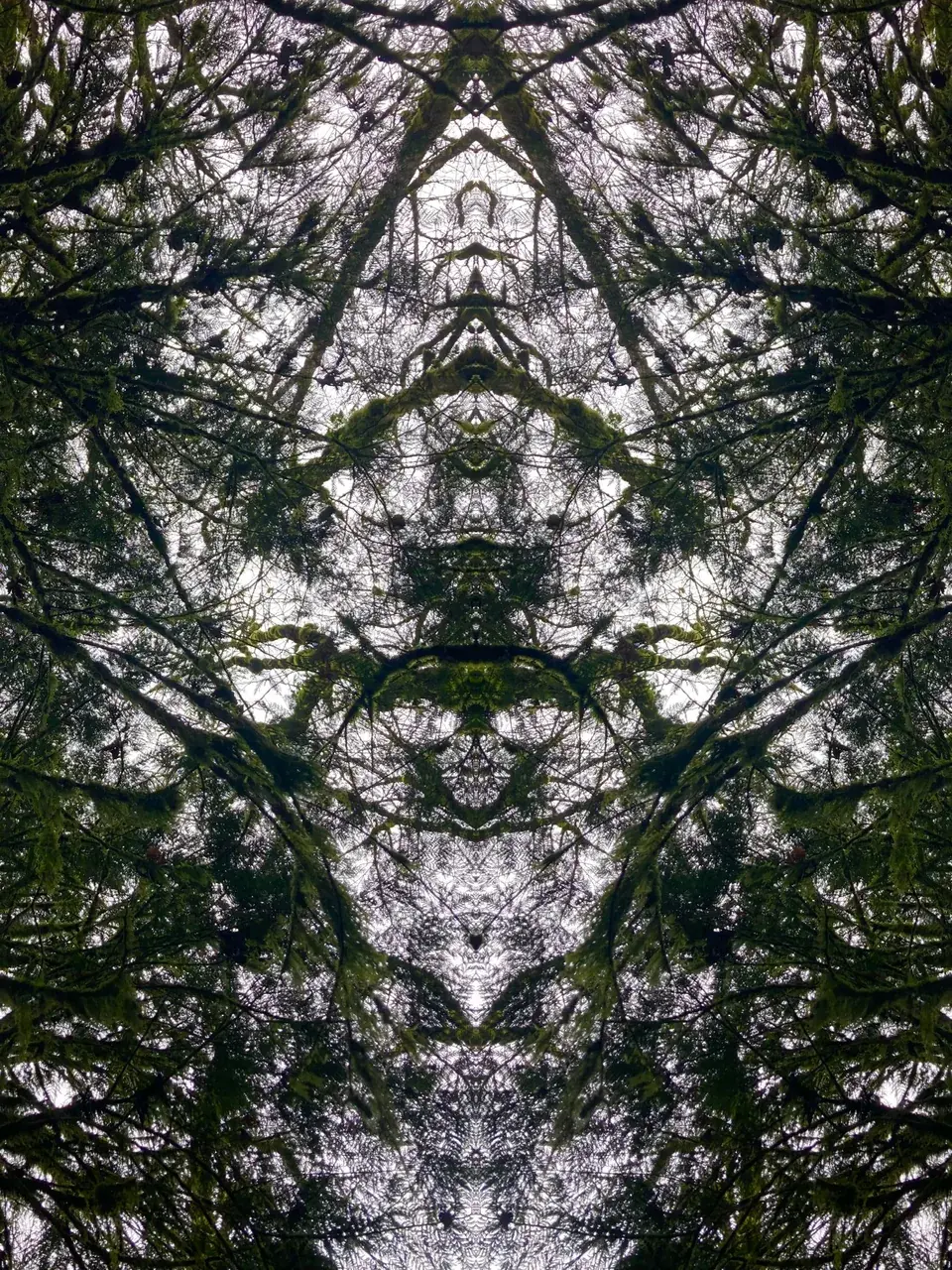 Laid down in the forest last weekend and lost myself in patterns like this floating and morphing above me