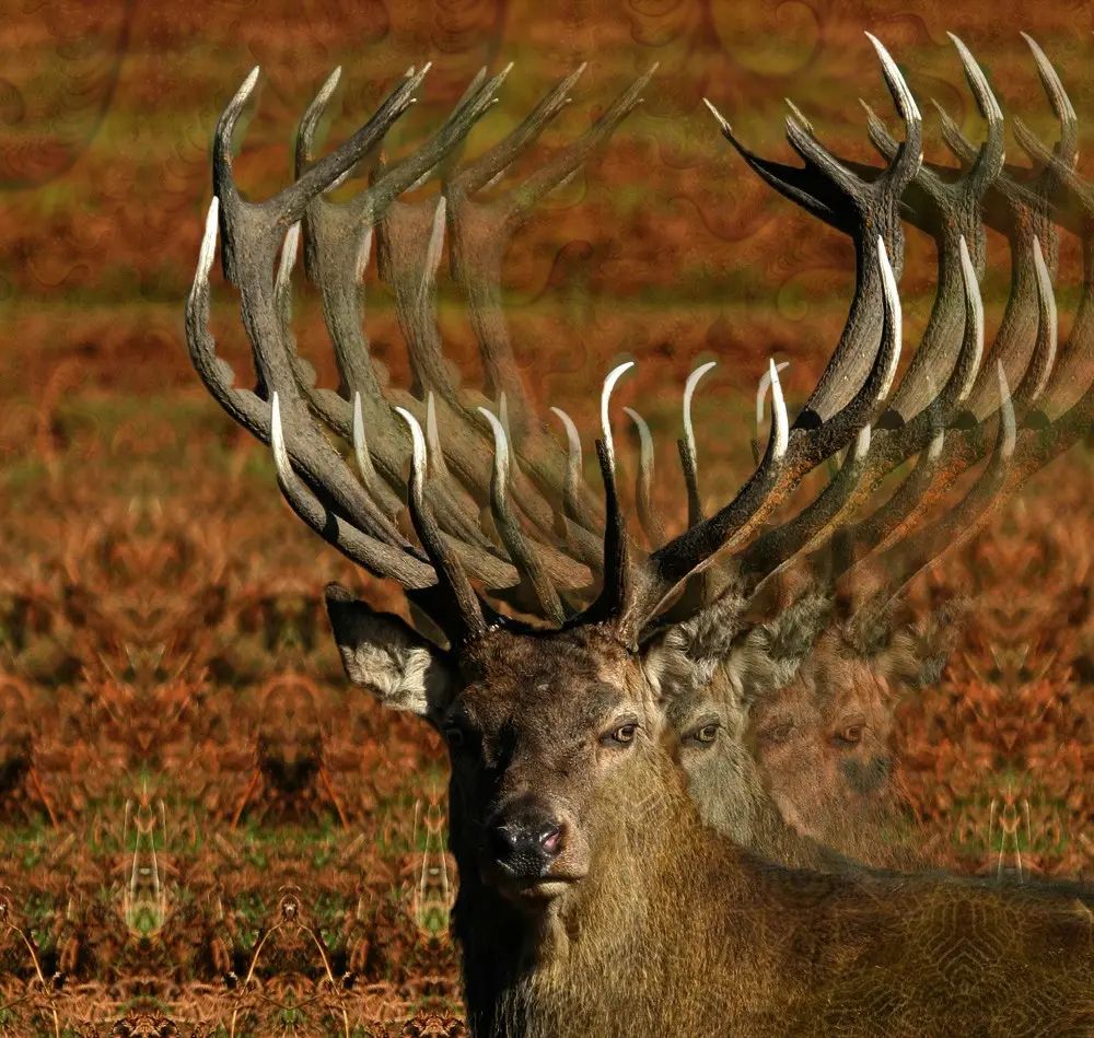 My first replication- Acid Stag