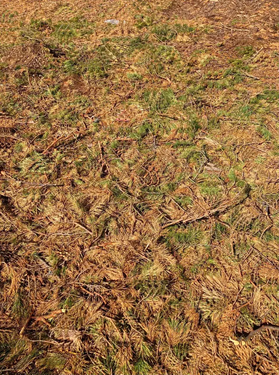 Rough surface on LSD
