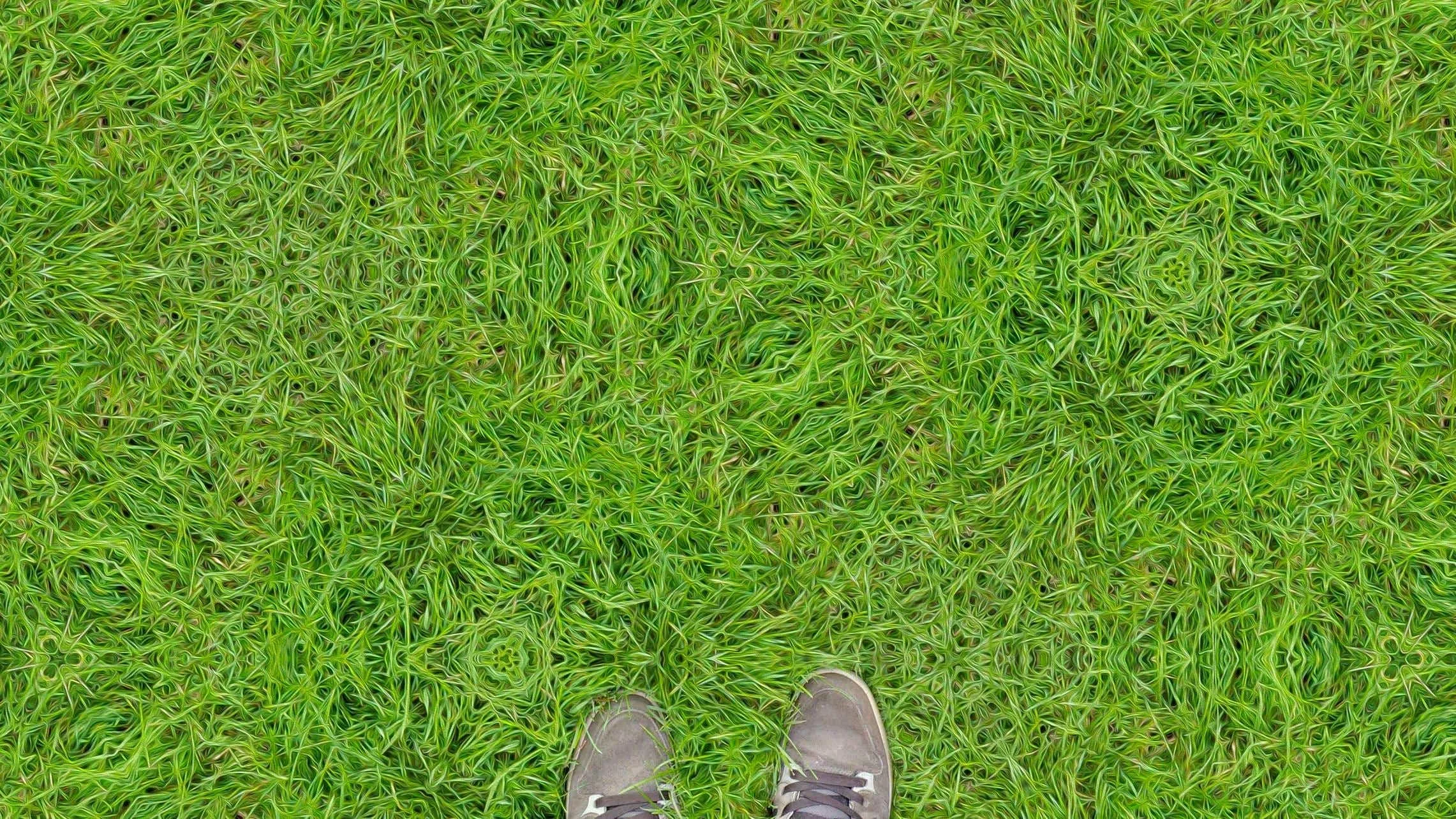 Grass on 2C-B