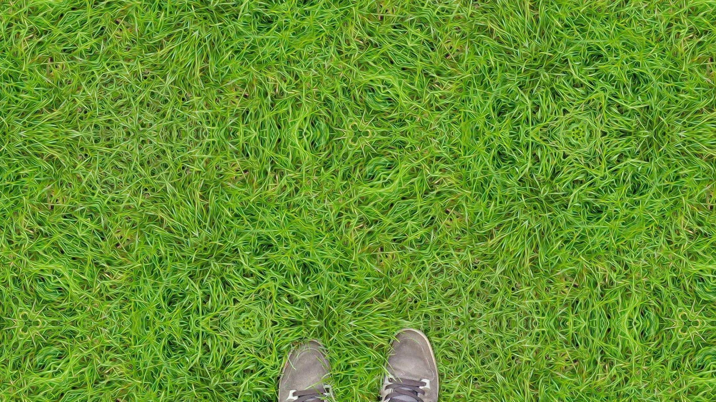 Grass on 2C-B