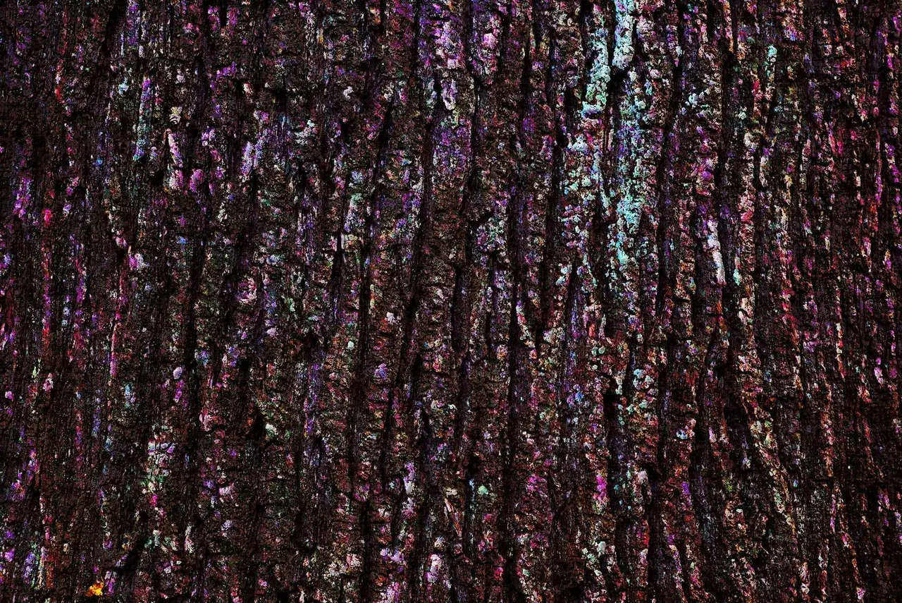 psychedelic treebark