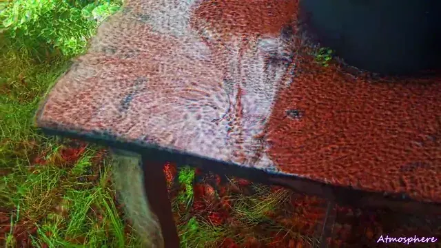My most subjectivity accurate mushroom replication
