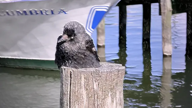 Vibrational Jackdaw