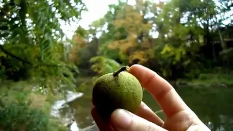 This black walnut has crawling skin, I was told /r/replications may be interested