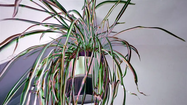 Spider Plant
