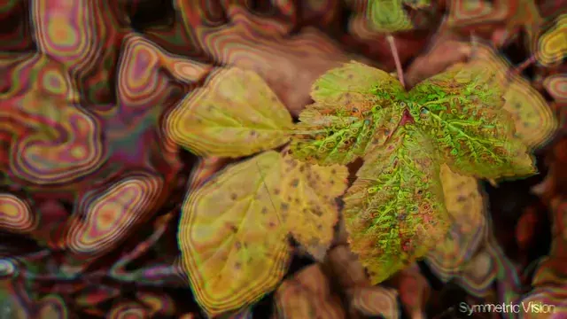 Leaf Patterns