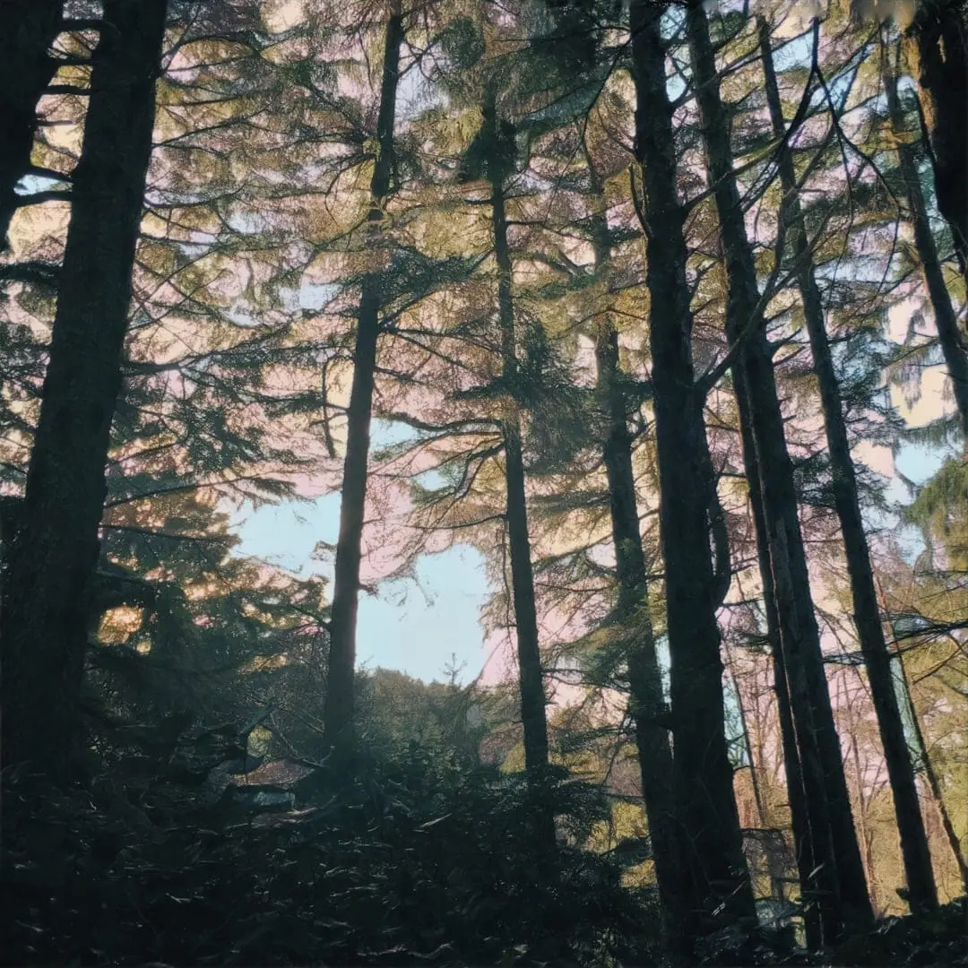 The Tillamook Forest on LSD