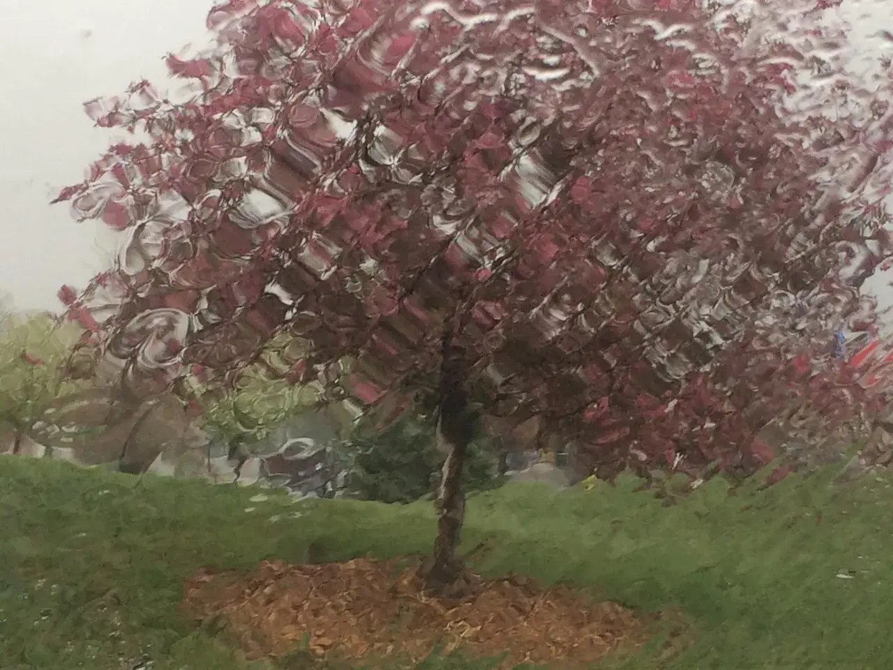 A picture I took in the rain