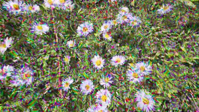 Daisy day ( High dose LSD )