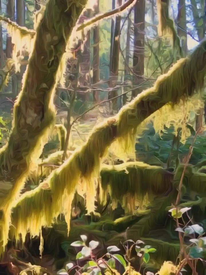 Morning walk through the forest a couple hours after drinking mushroom tea