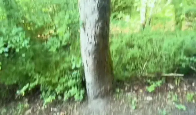 Oh wise tree. What are we?
