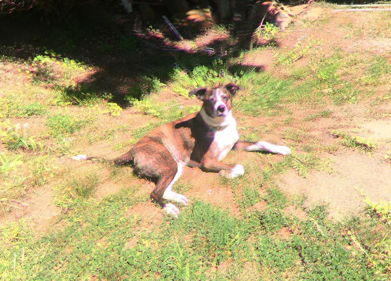 What my pupper looked like peaking at 150ug