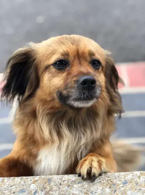 Might be a little fast but this is how my dog looks when I'm tripping