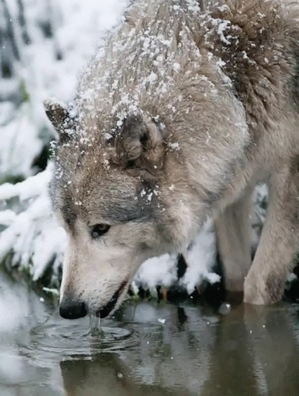 White wolf drinking water