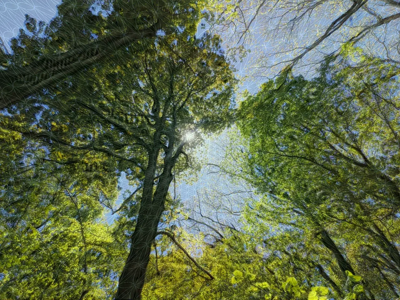 lost in the woods on acid