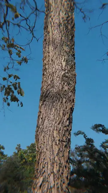 uri