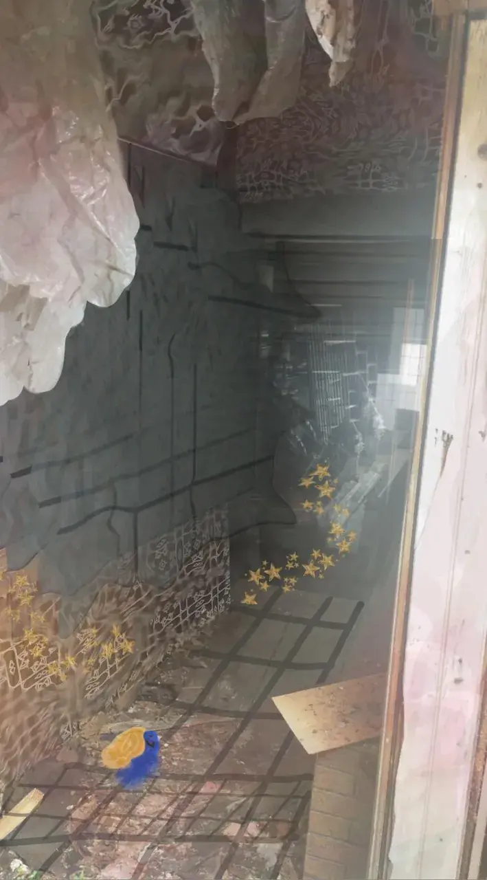 dxm shrooms