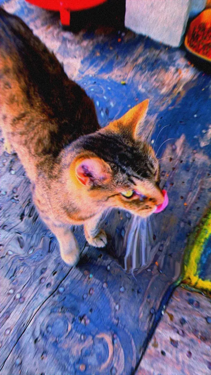 Dude who's cat is this?