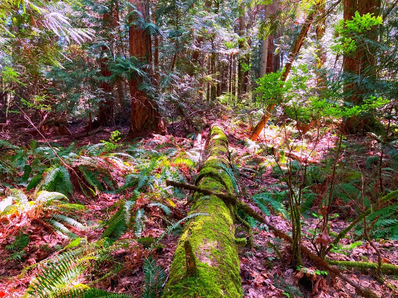 Old shrooms replication (lacks visuals)