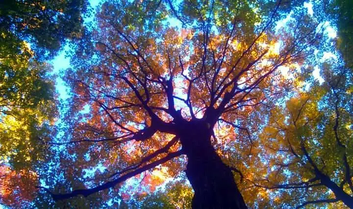 A Fall hike