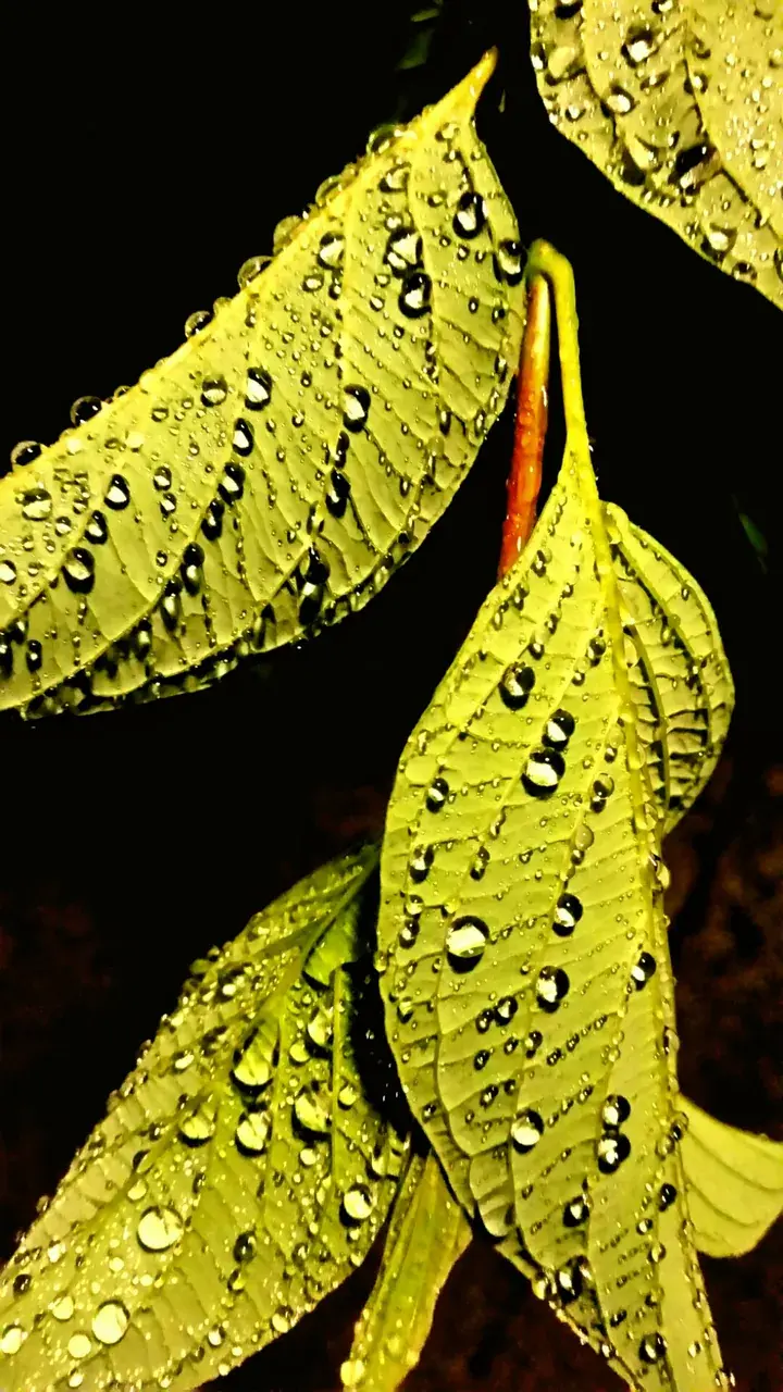 A few leaves that caught my eye on 100ug LSD.