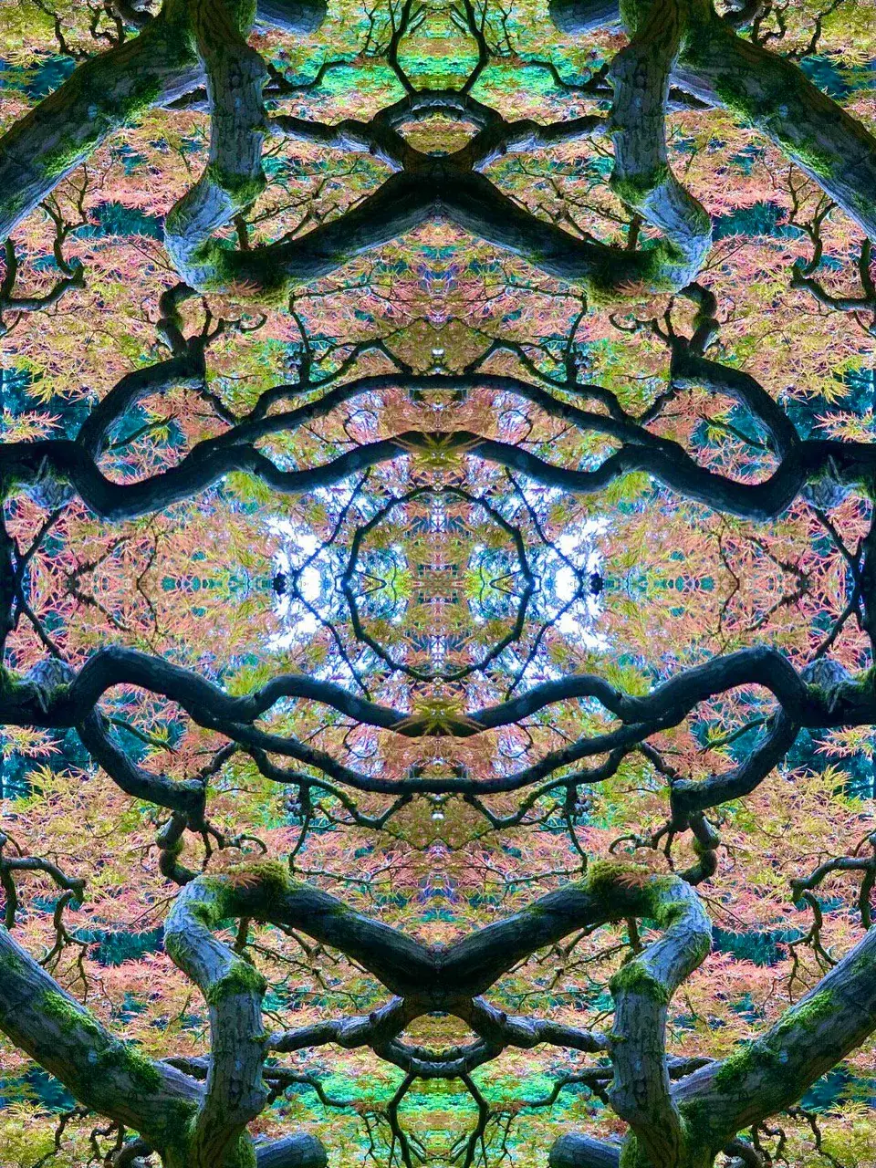 Laying under a Japanese maple looking toward the sky, your own private stained glass chapel window appears.