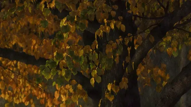 trees