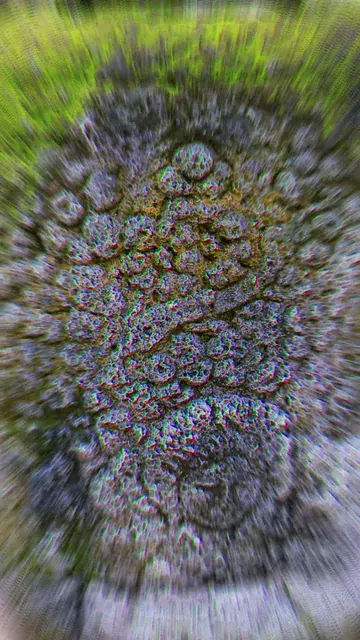 This rock looking funky man