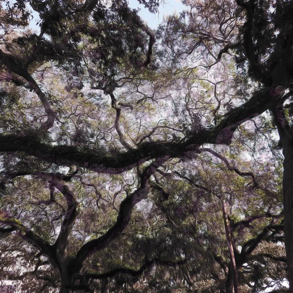 Spanish moss in Savannah Georgia + photoshop