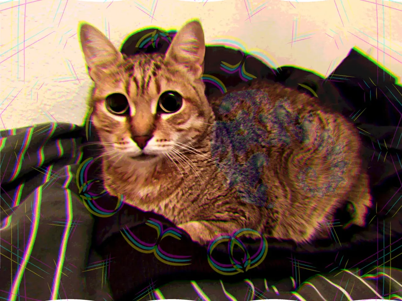 My cat on 65 MAL+Weed and hachís