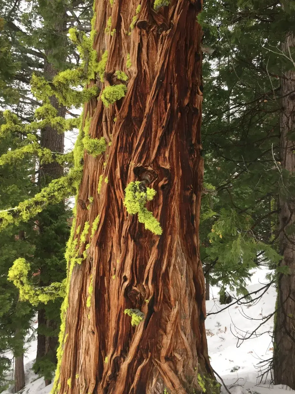 Found on a tree loving sub. Real pic.