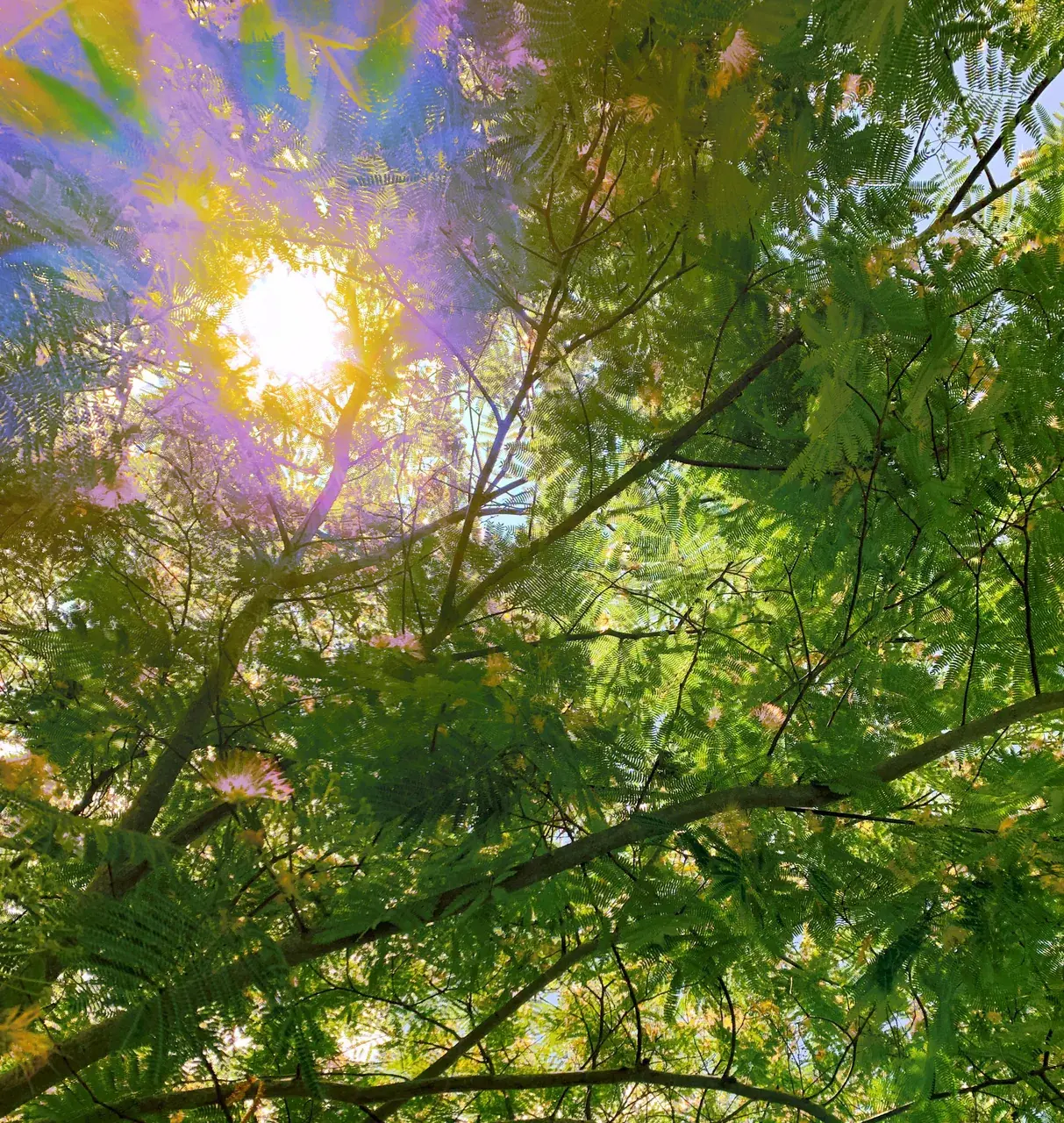 Looking up into a Mimosa Tree