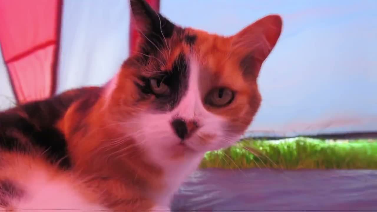 Flowing Breathing Kitty