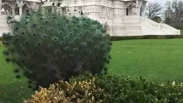 When the fractal eyes start to take over your field of view