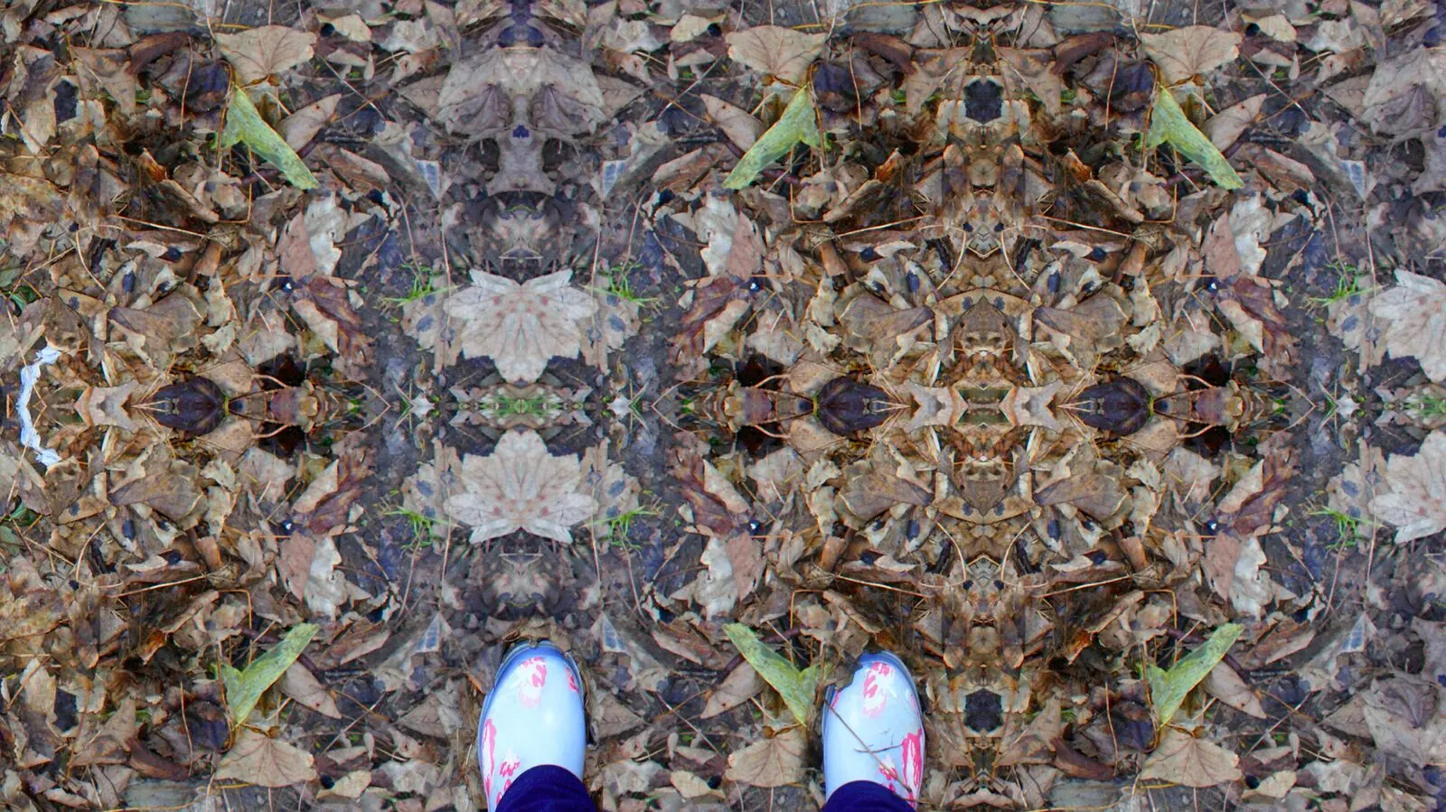 Fallen leaves
