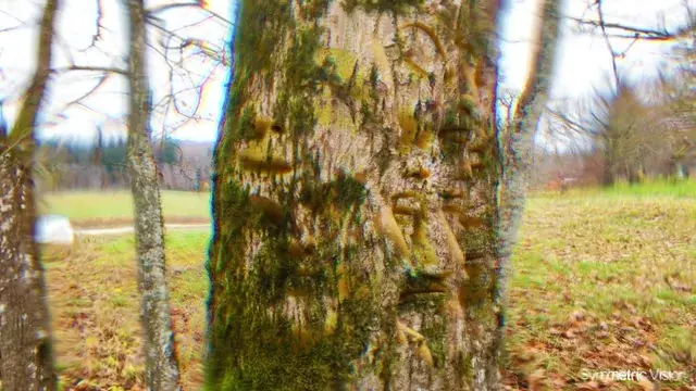 Sometimes you just have to face that tree (Pareidolia experiment)