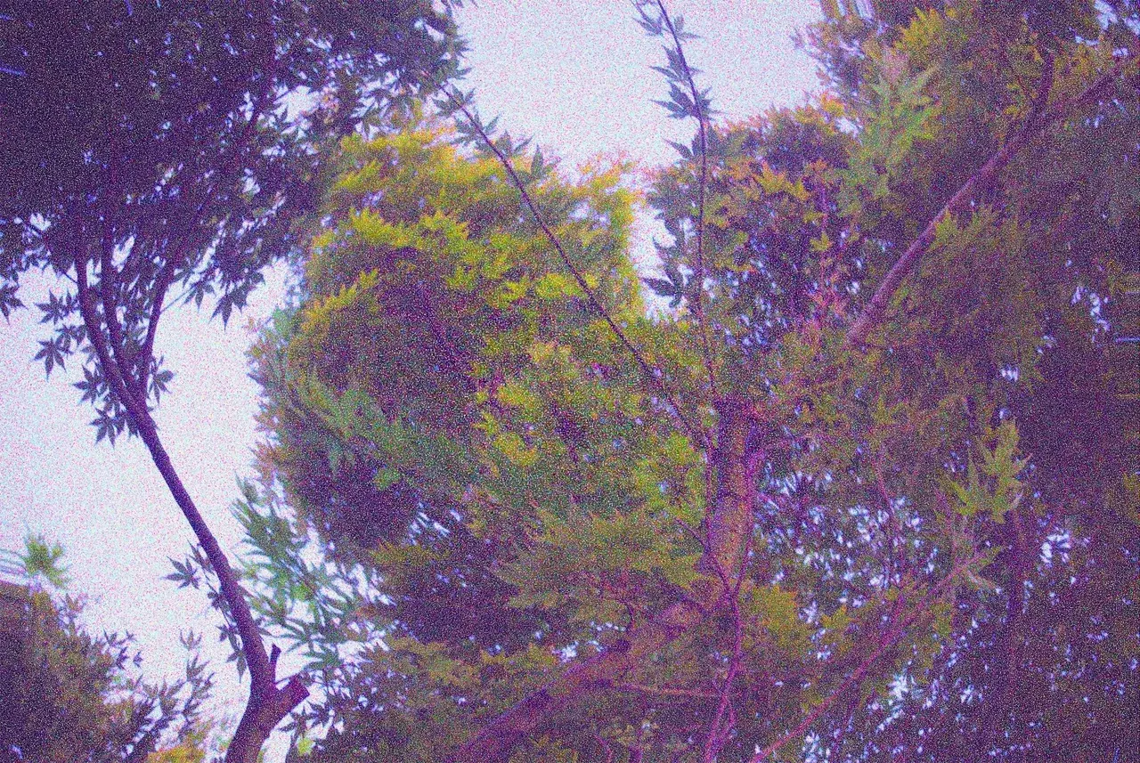 Yall seemed to like the river here are some trees