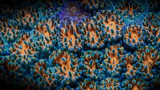 Natural replication