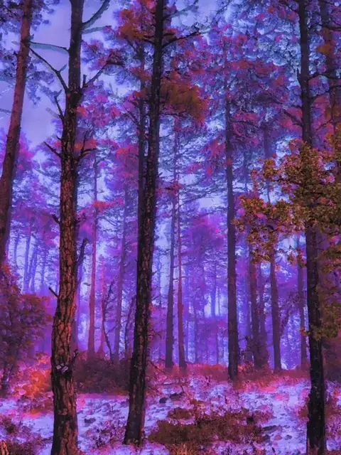 Let's take a trip through the woods