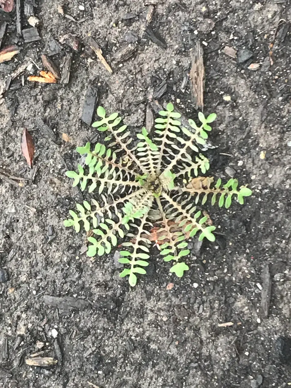 Natural Nature Replication