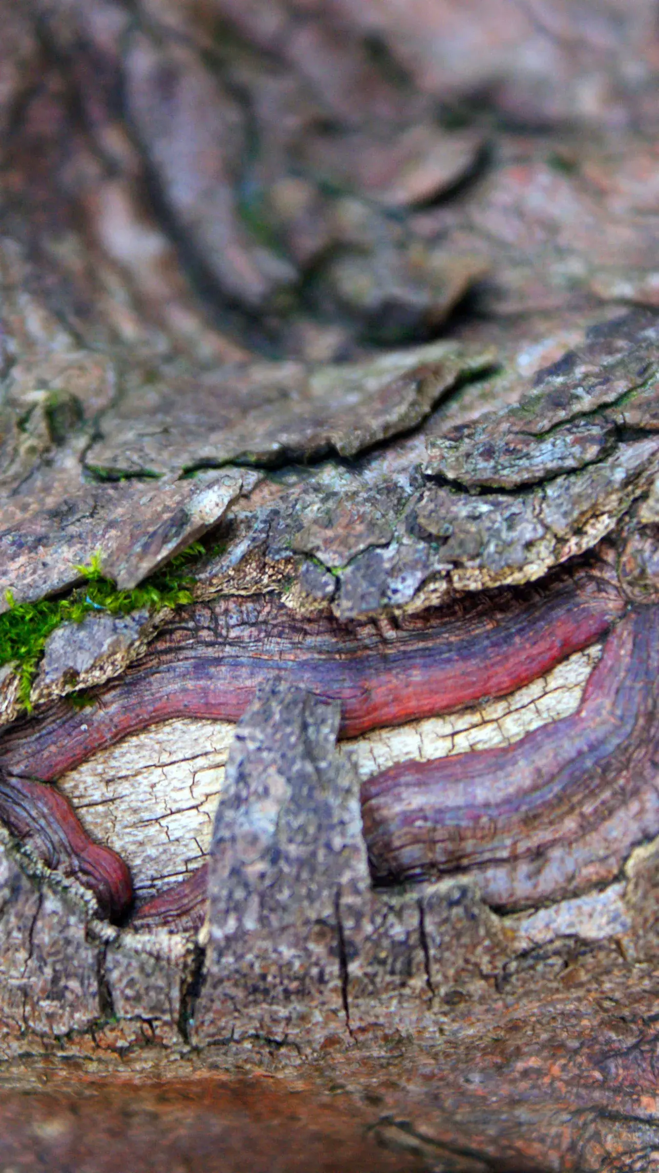 Smile in tree bark